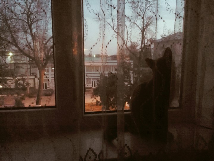 окно, кот