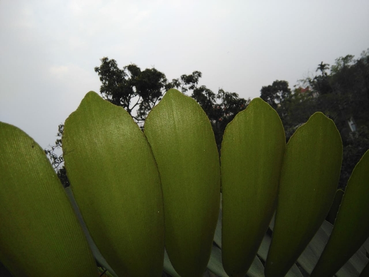 সেউজীয়া