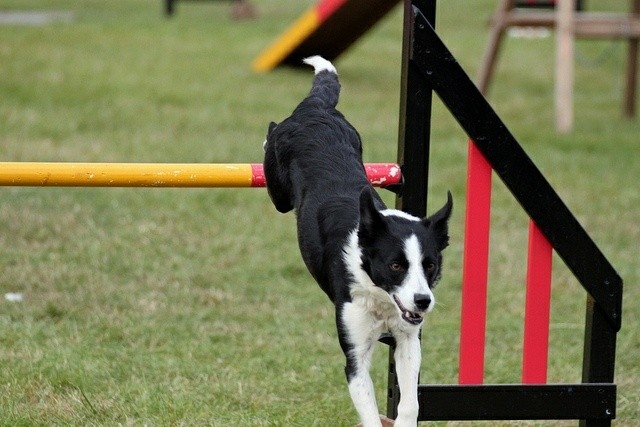 The Border Collie Because There Is No Better Dog