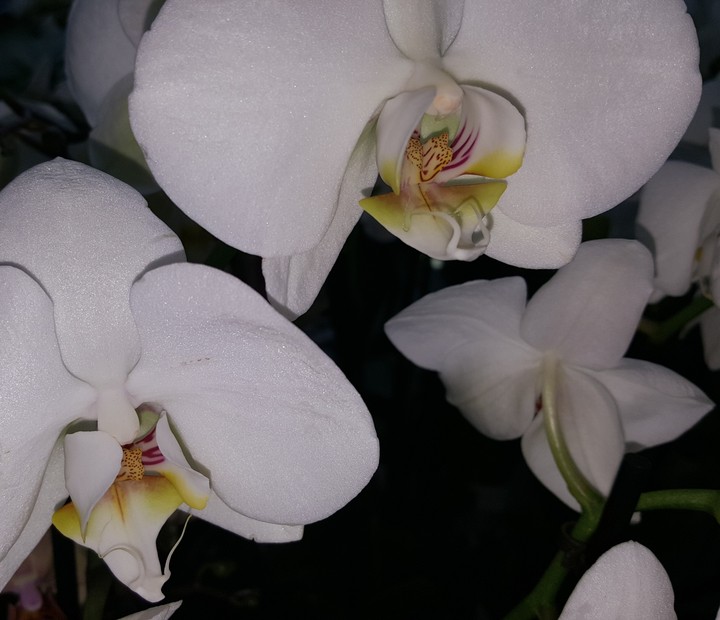 white orchids