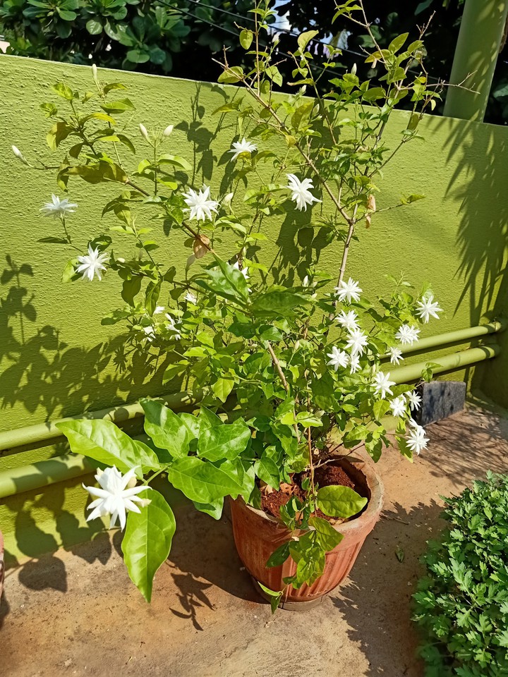 Jasmine Plant