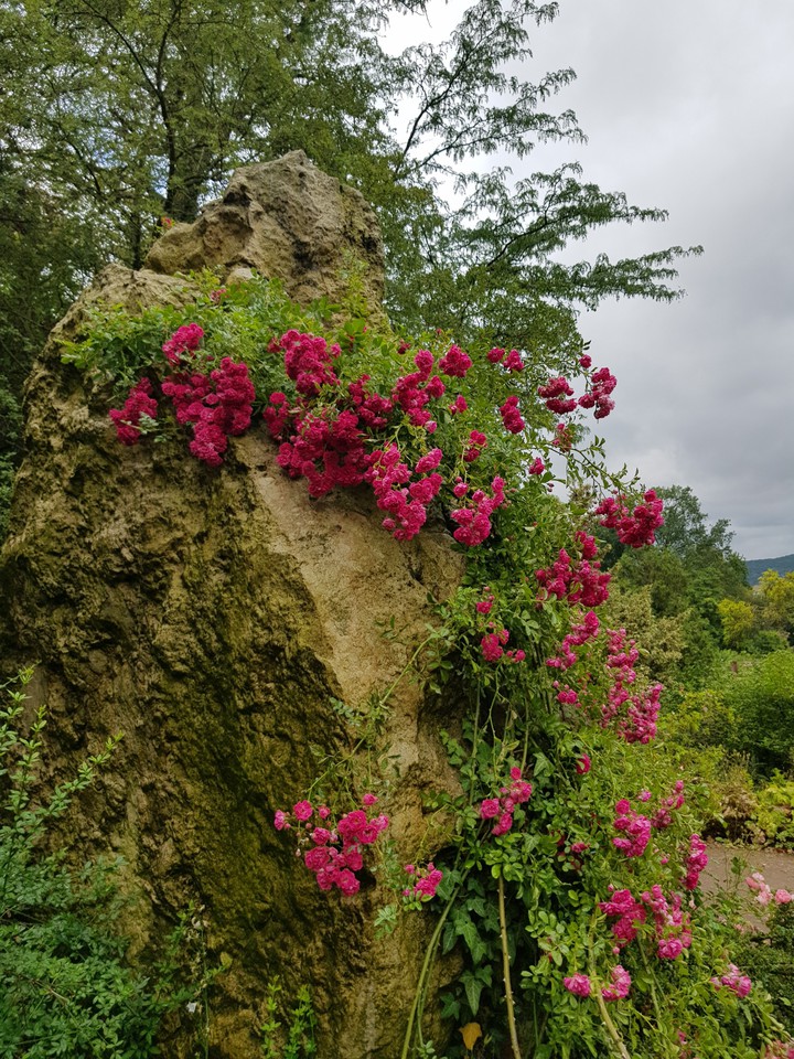 Wild Flowers