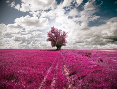 purple tree