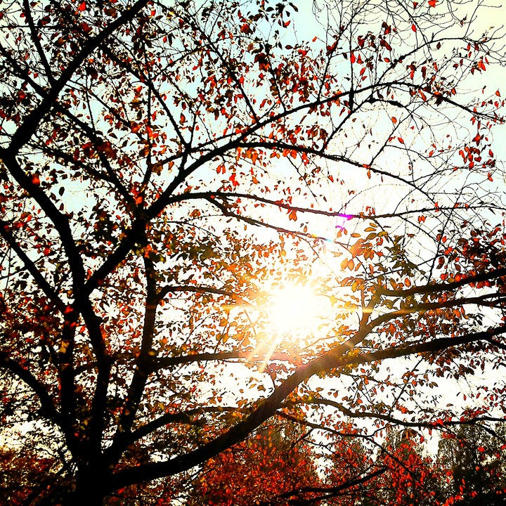 tree