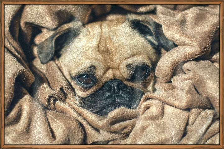 pug