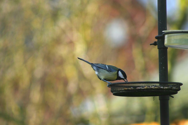 great tit