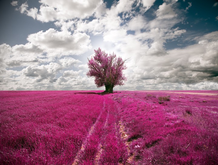 purple tree