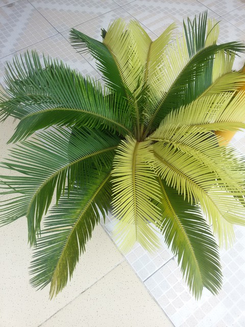 Palmeira