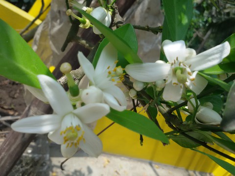 malta flower