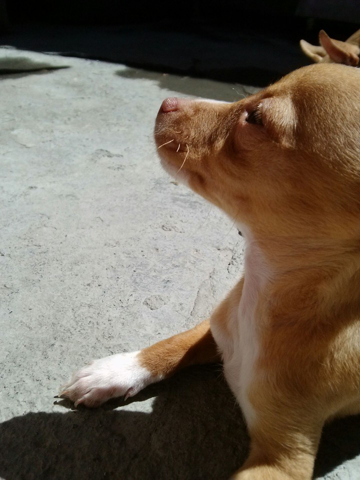 chihuahueño