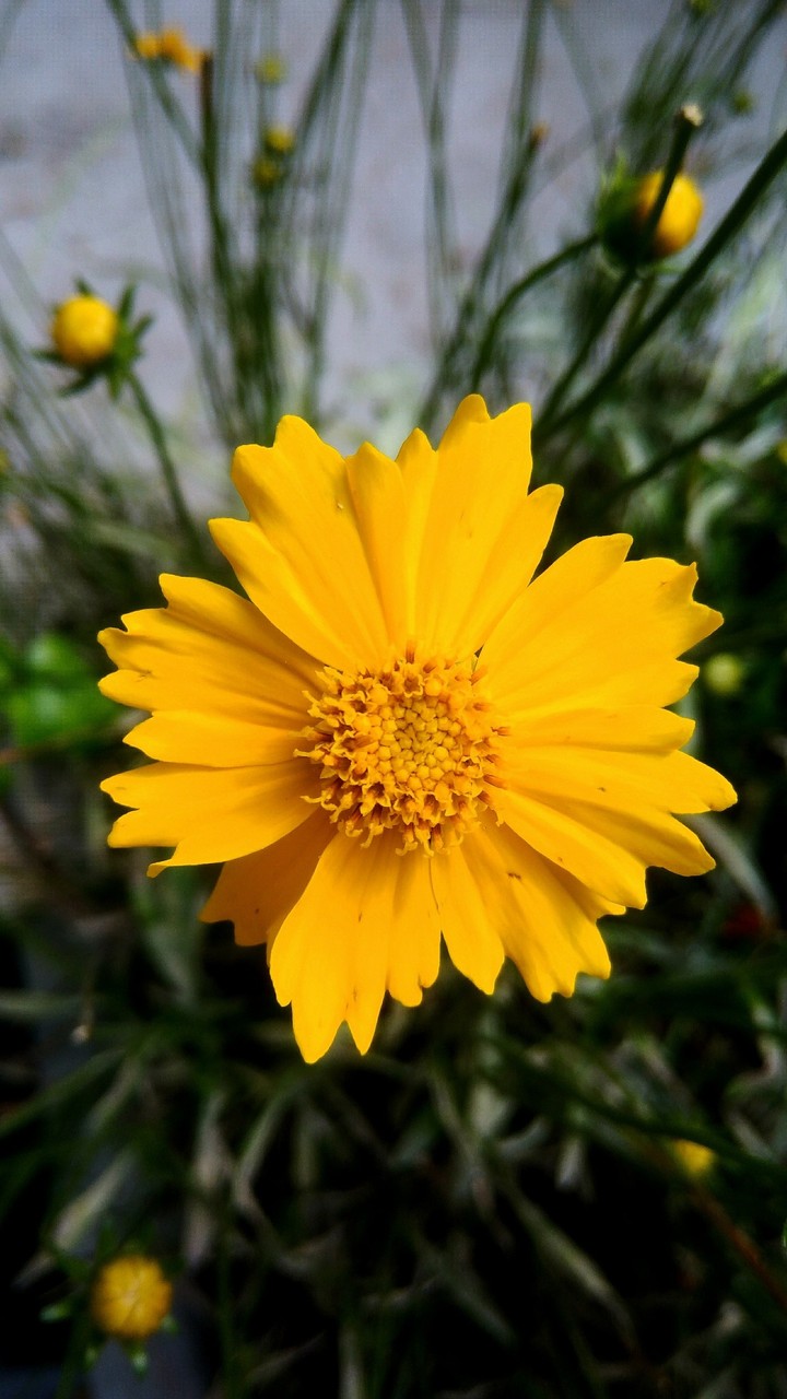 Flor de Brasília
