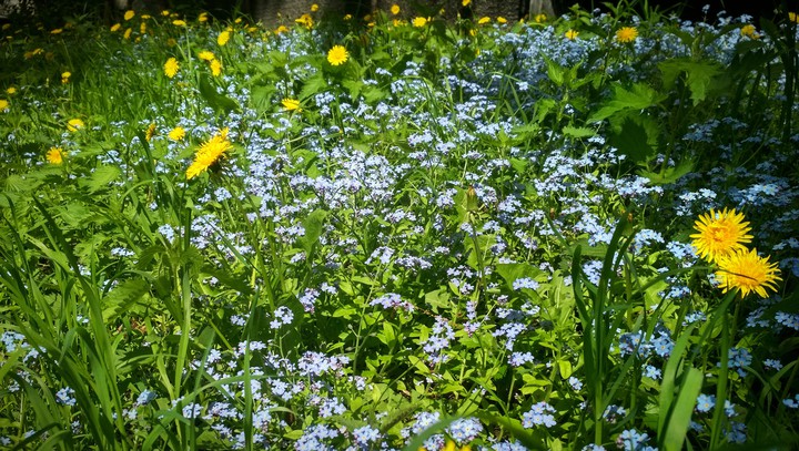 wild flowers