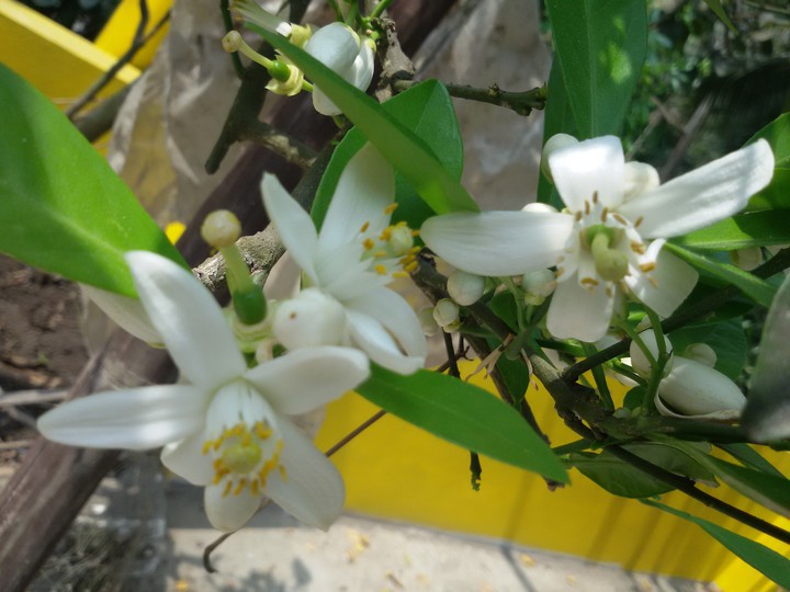 malta flower
