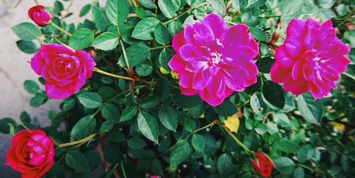 薔薇