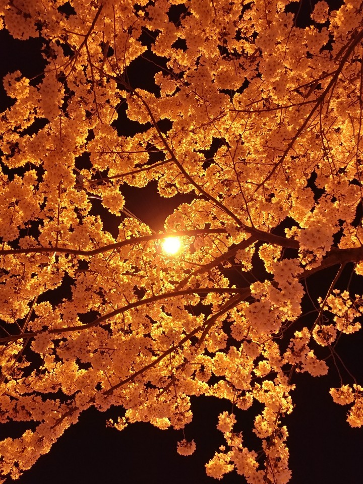 밤 하늘에 핀 벚꽃