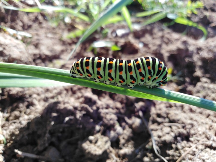 small cutie