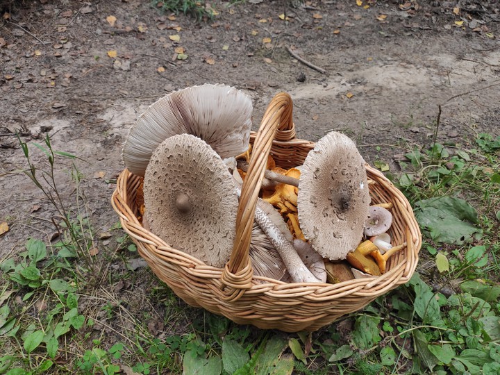 mushrooms