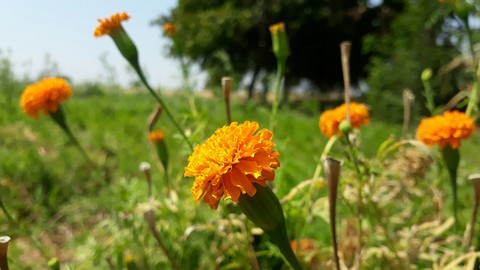 zhandu