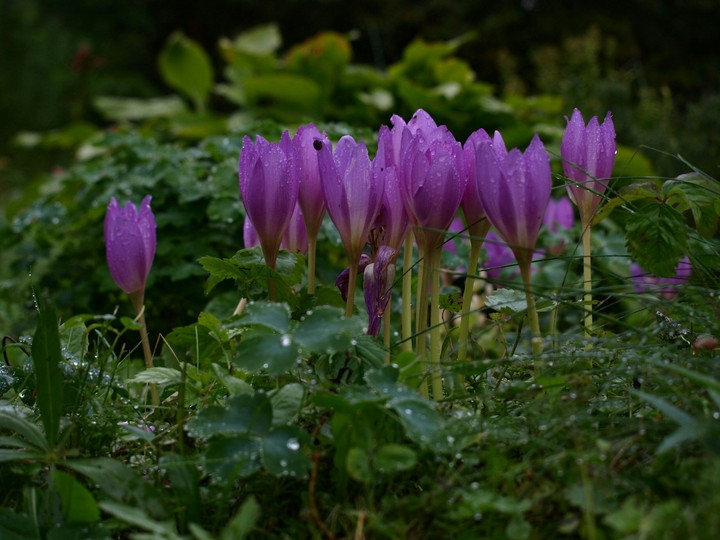 Flowers in the rain