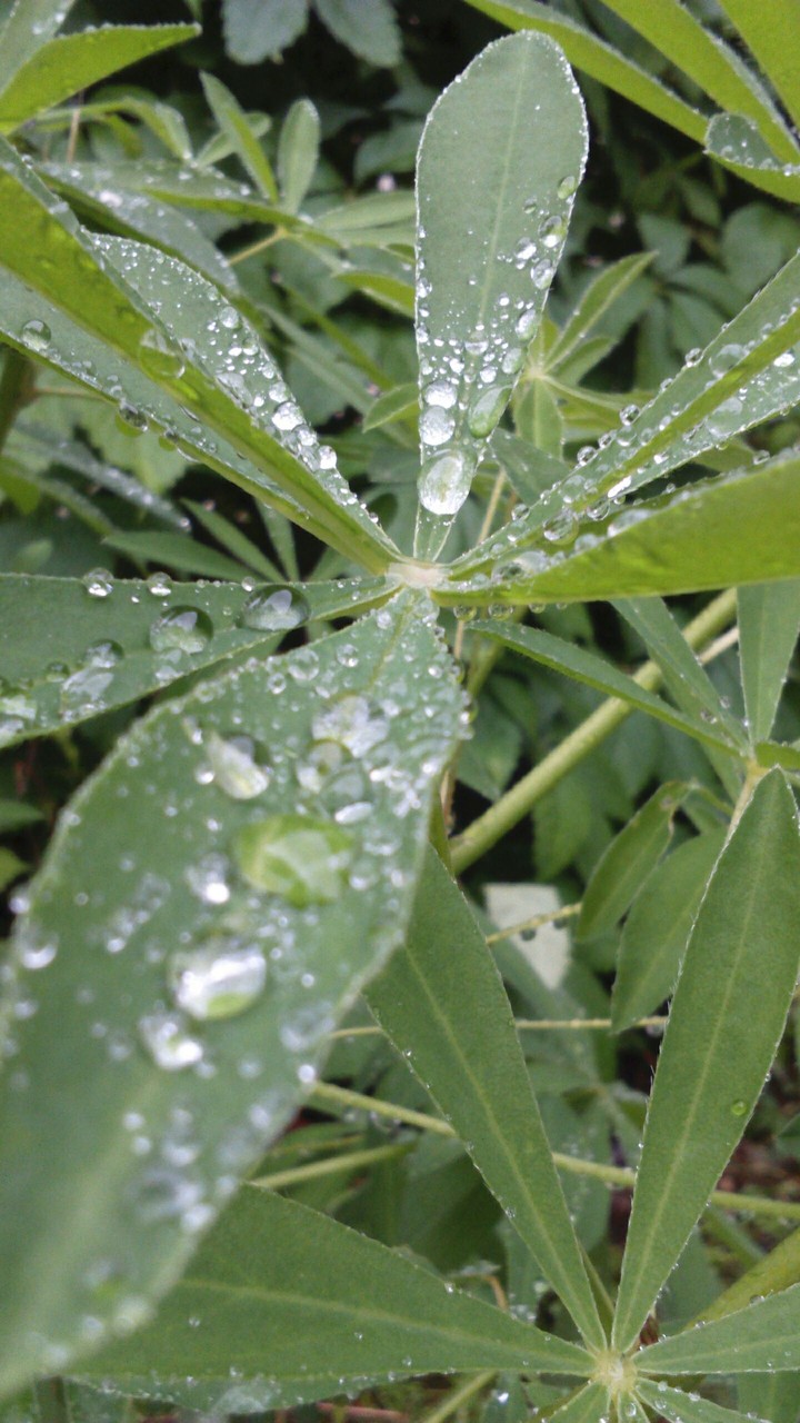 Rain tears