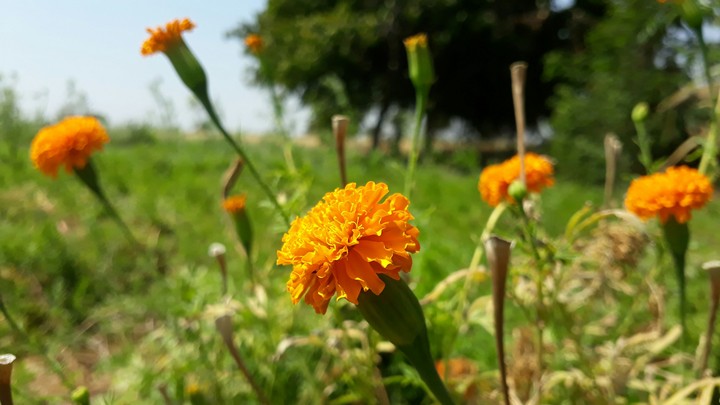 zhandu