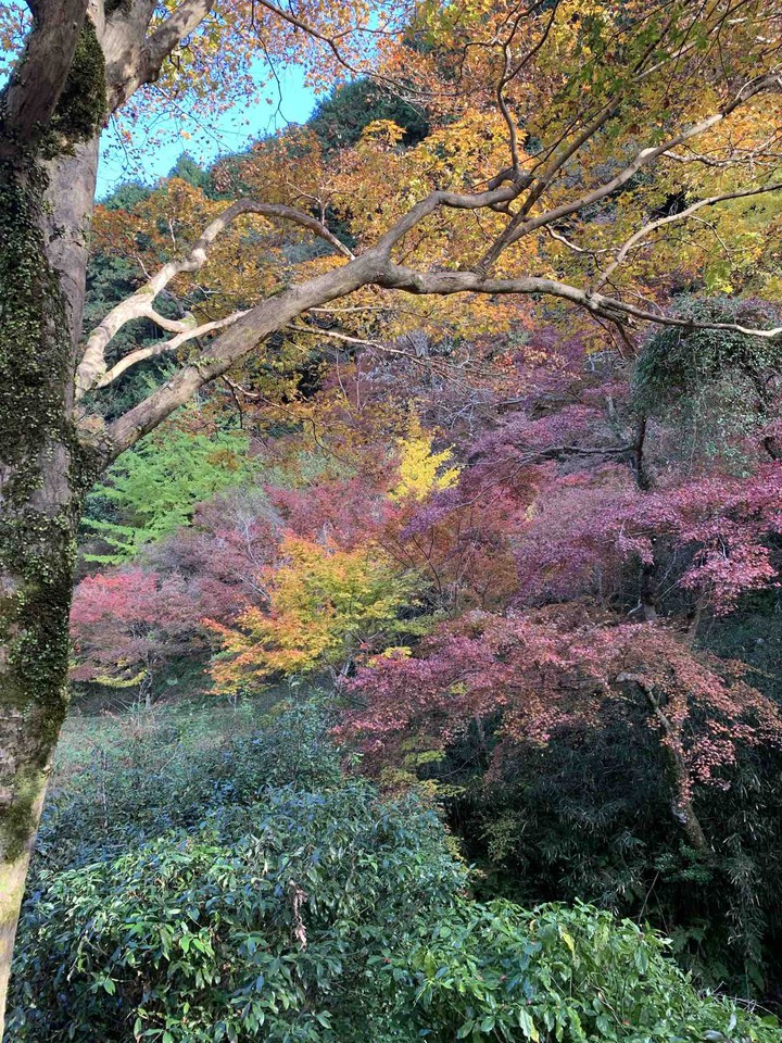 紅葉