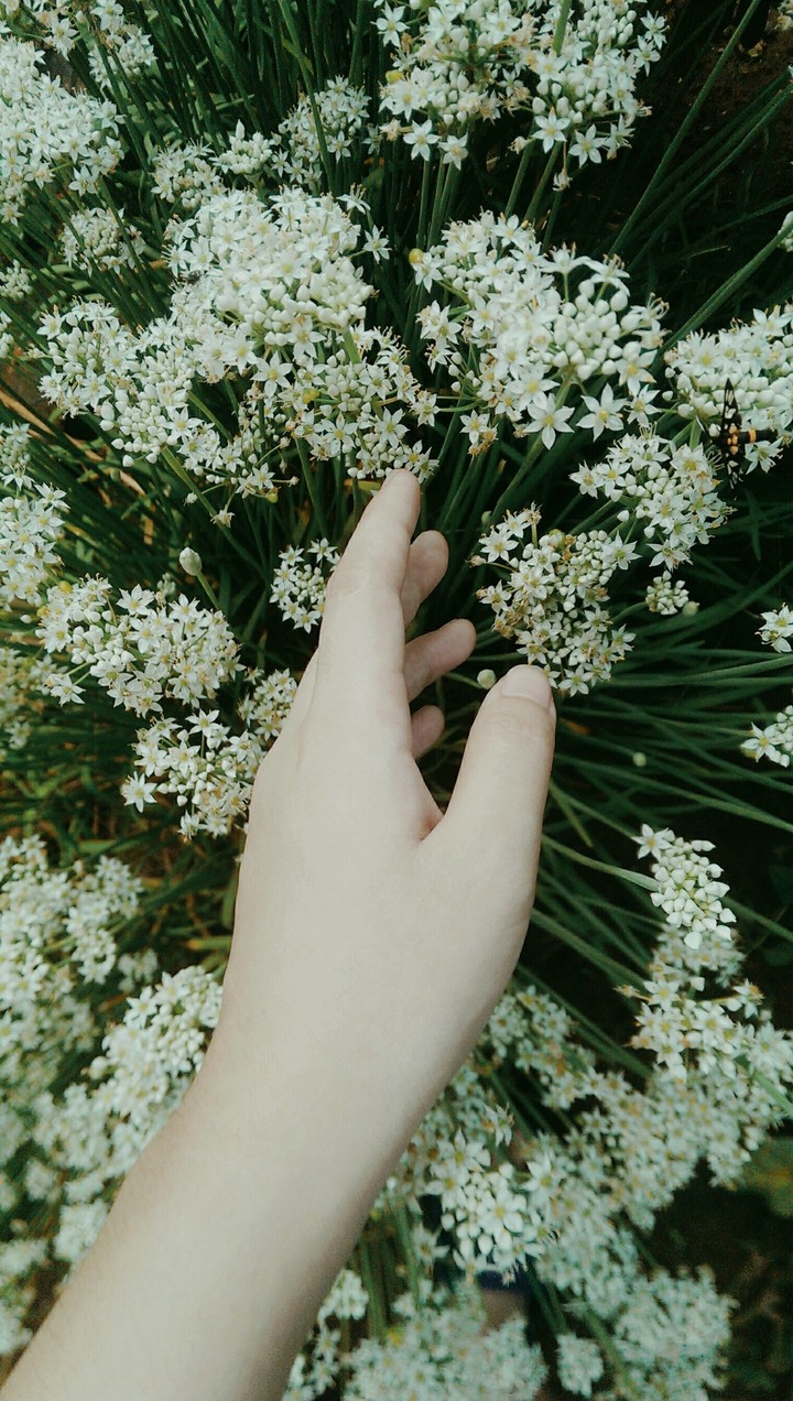tiny beautiful flower
