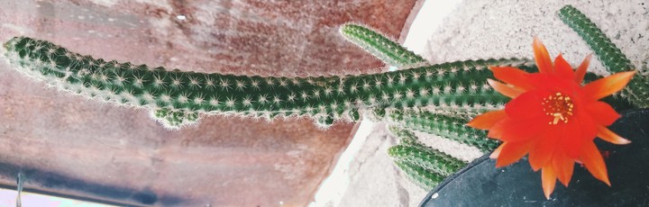 Cactus