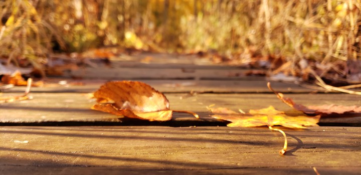 autumn returns