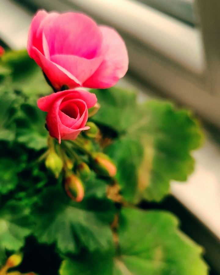 Pembe ?