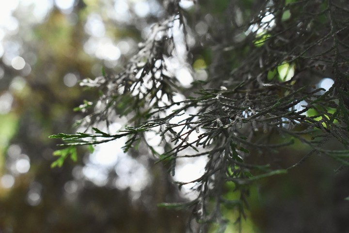Macro
