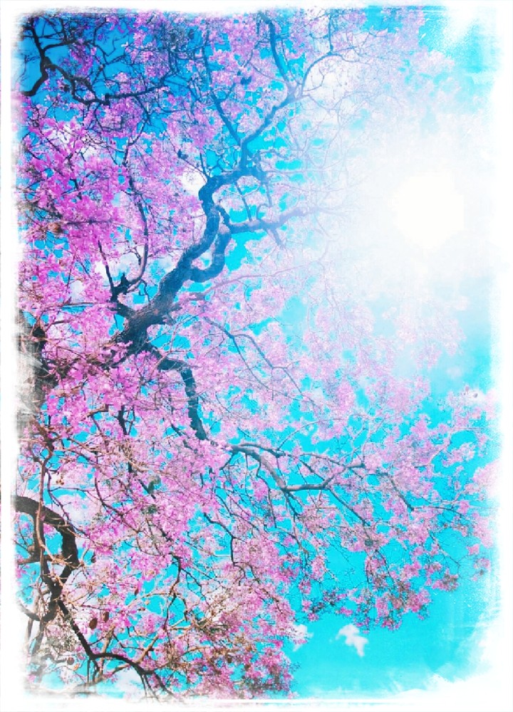 pink flowered tree