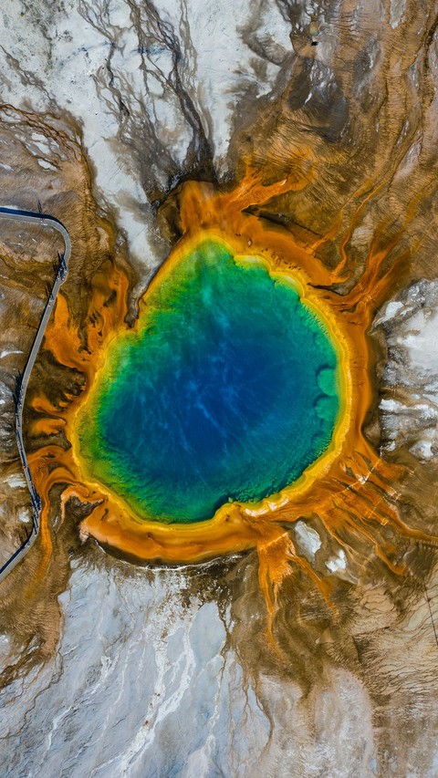 organism, Water वॉलपेपर