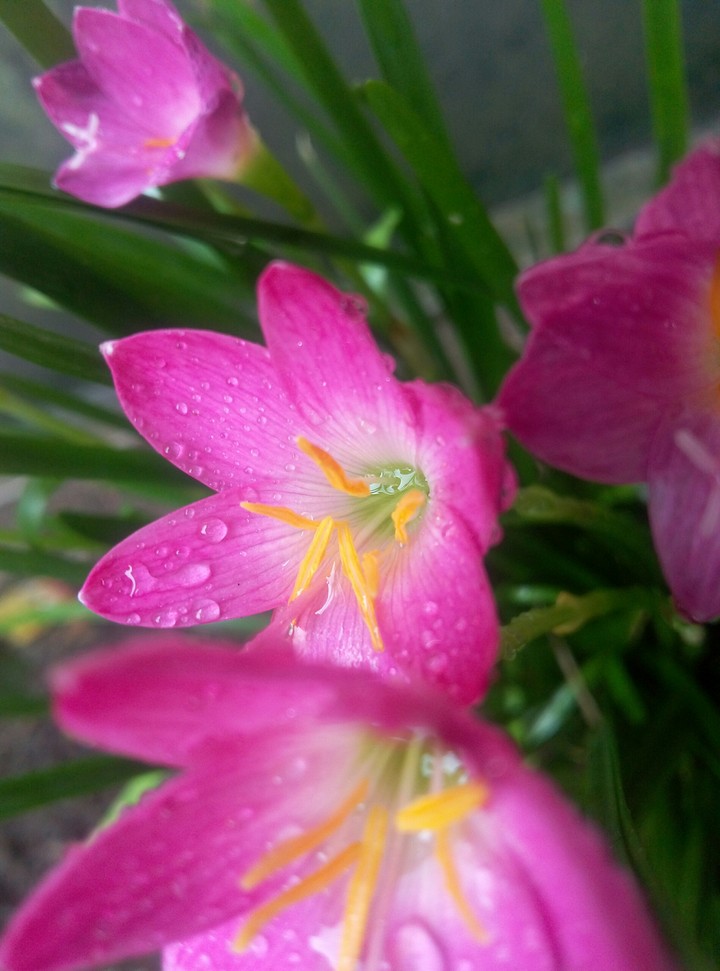 pinky flowers