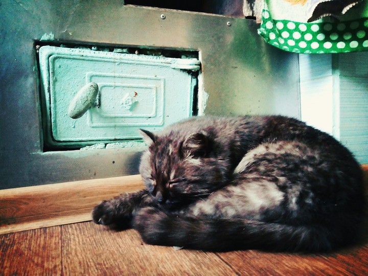 Cozy cat