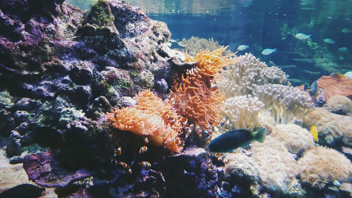 Acquarium