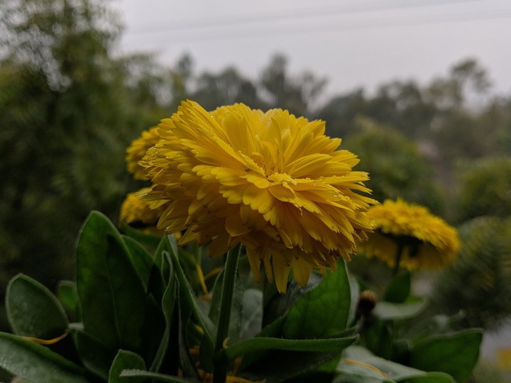 flower