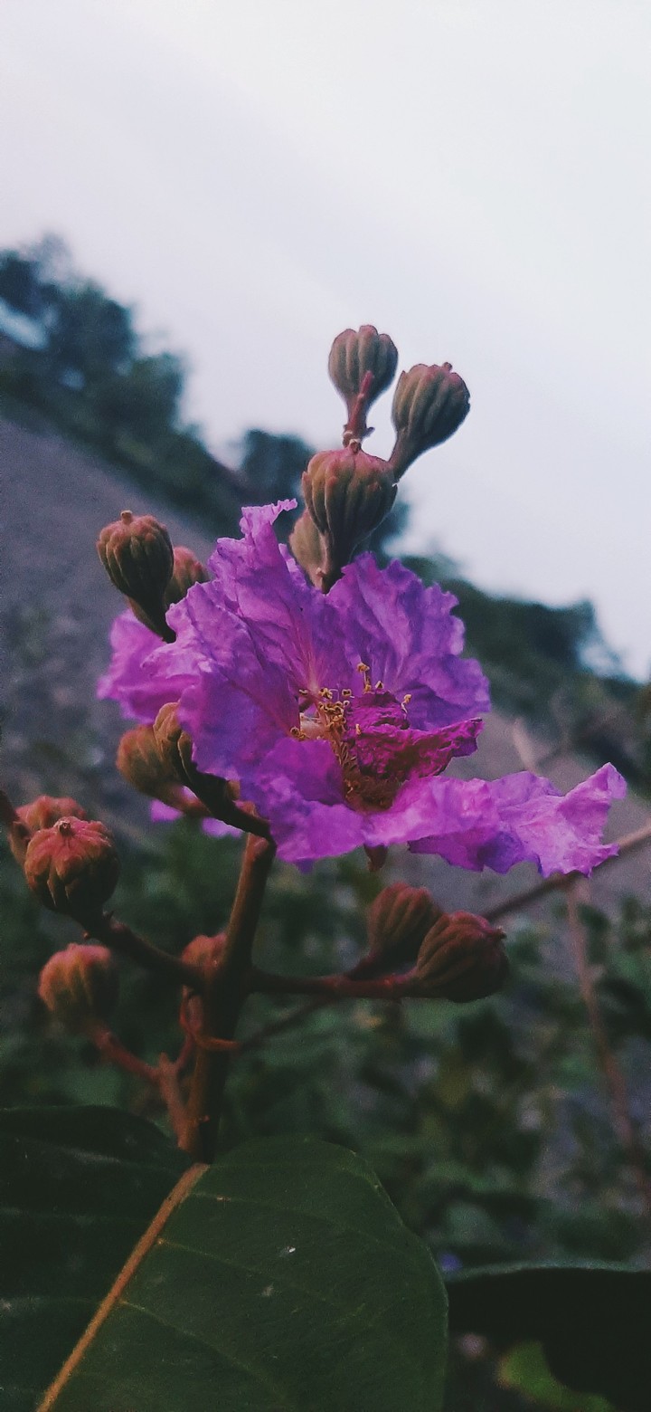 Natural Shot OSM