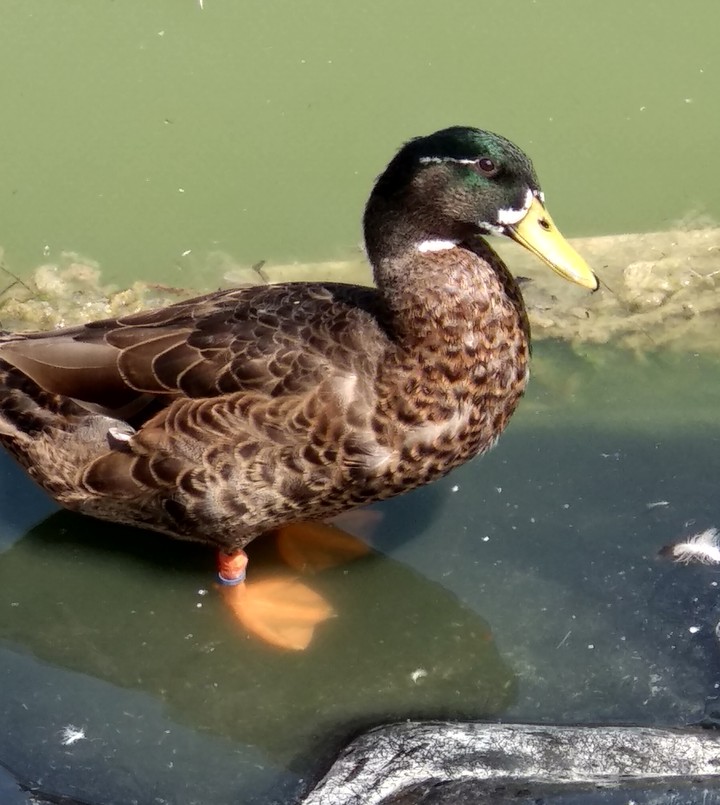 canard