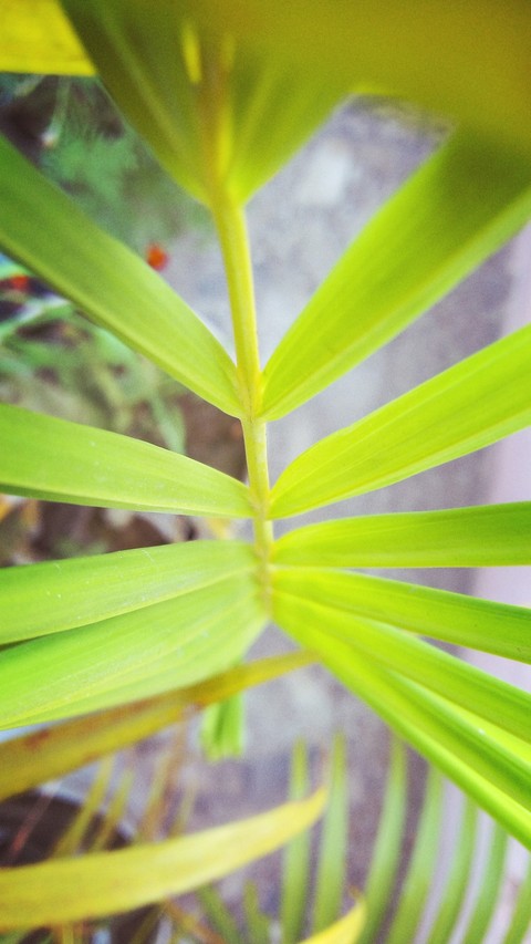 leaves
