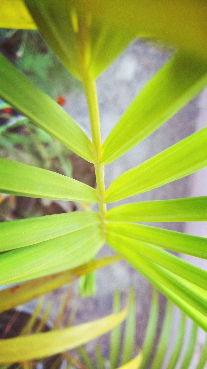 leaves