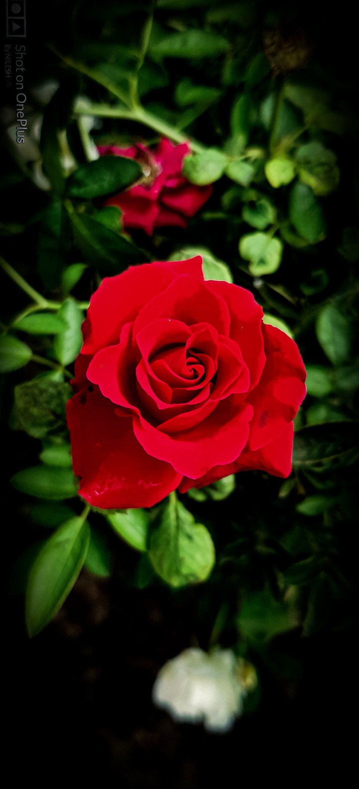 A Red Rose