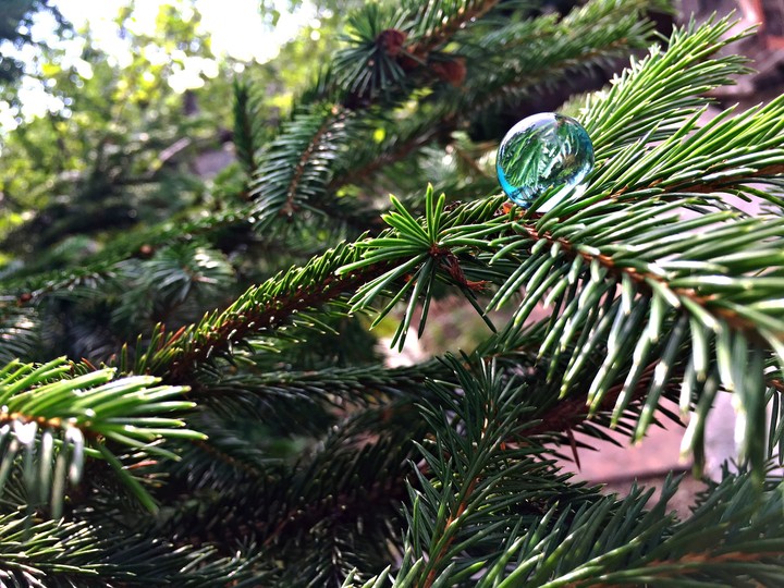 green tree