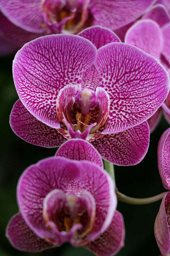 orchids