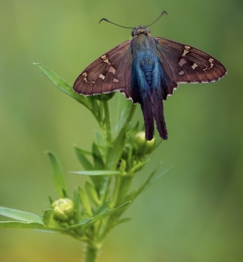 sfondi arthropod, wing