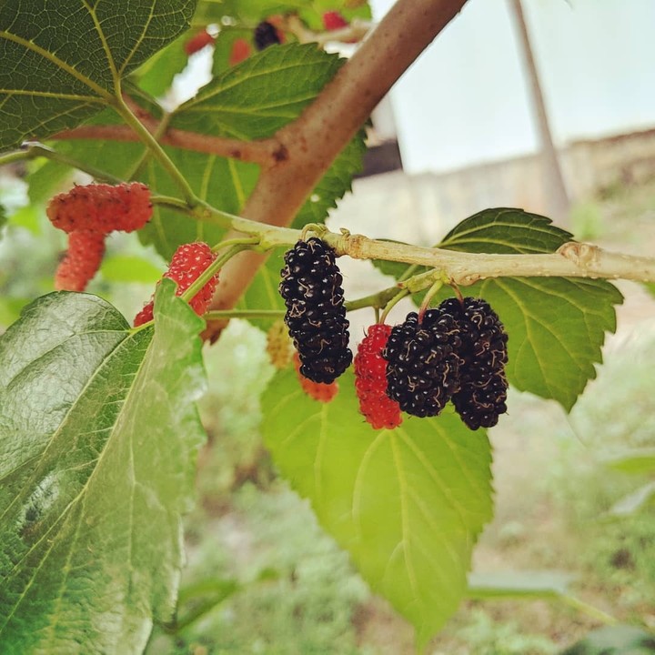 #mulberries