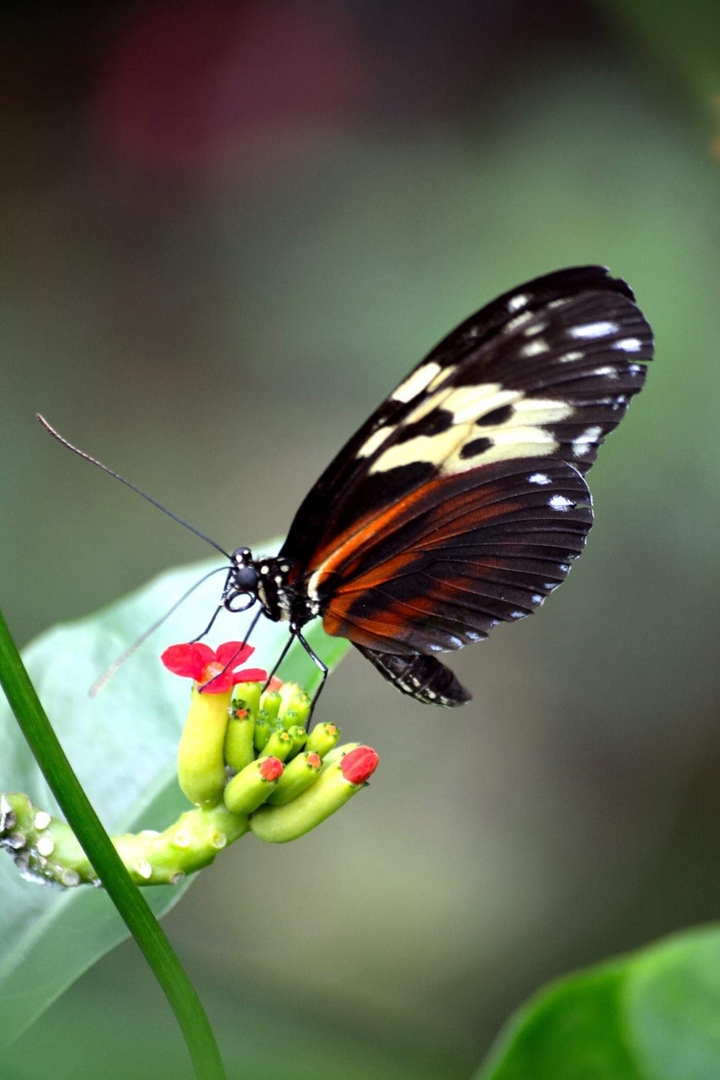 butterfly
