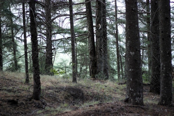 mysterious woods