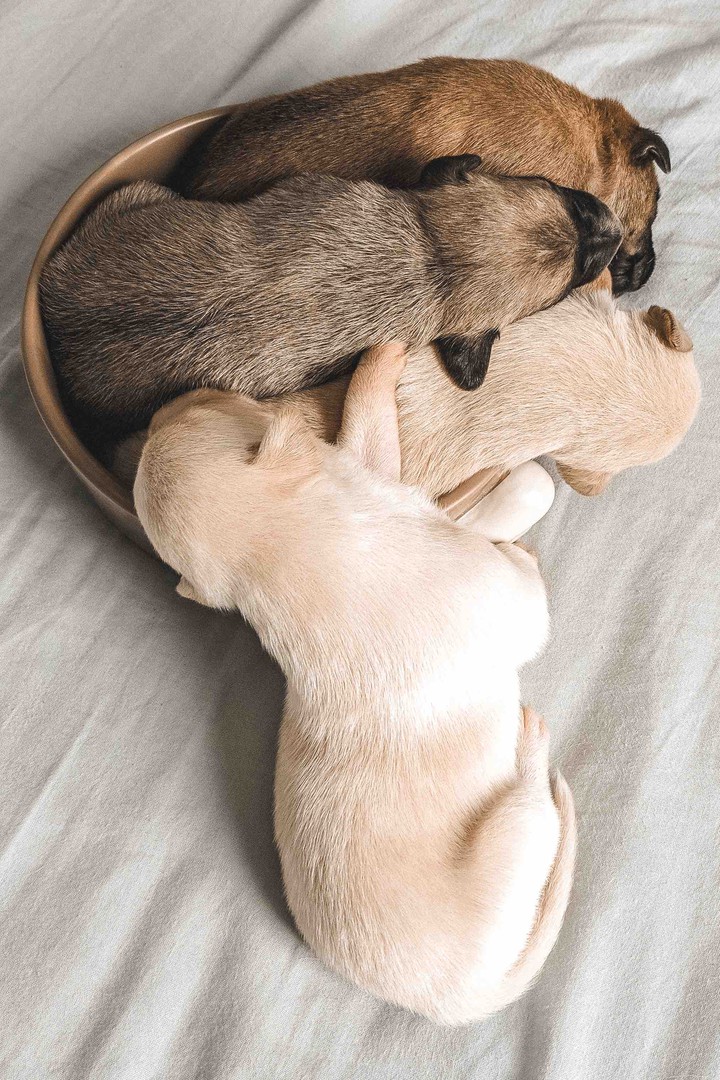 Cute Puppy