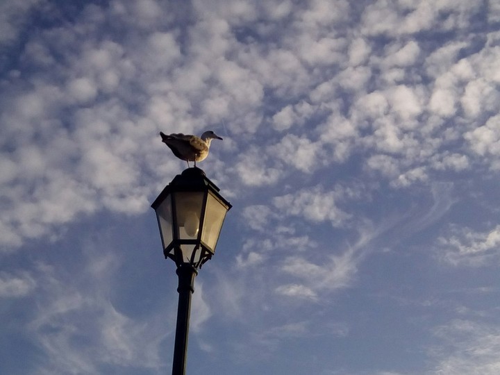 bird